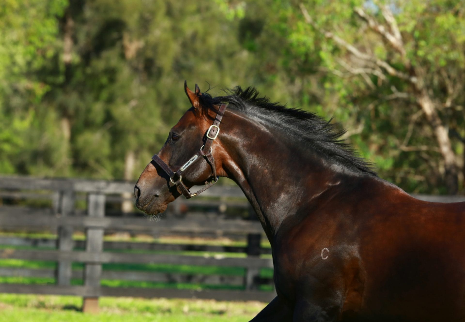 Fastnet Rock