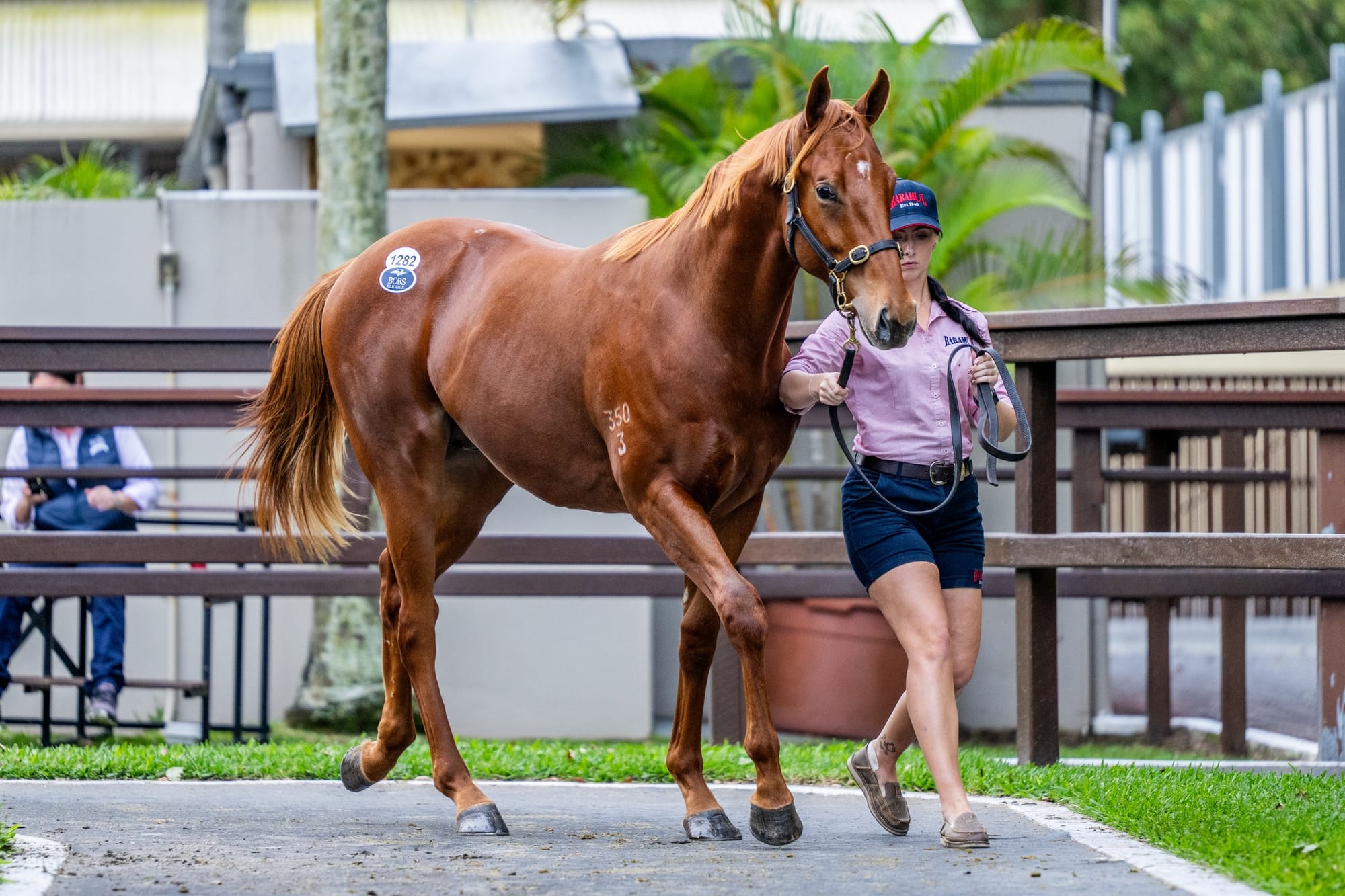 Magic Millions