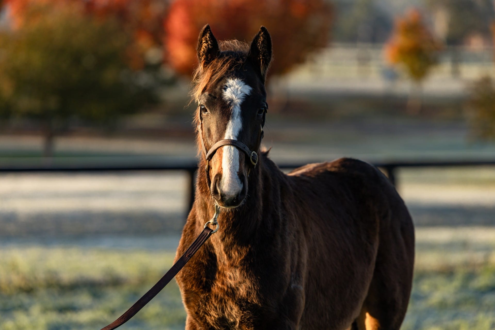 The colt out of Winx 