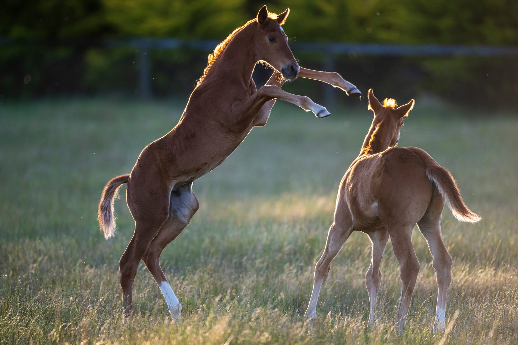 Foals