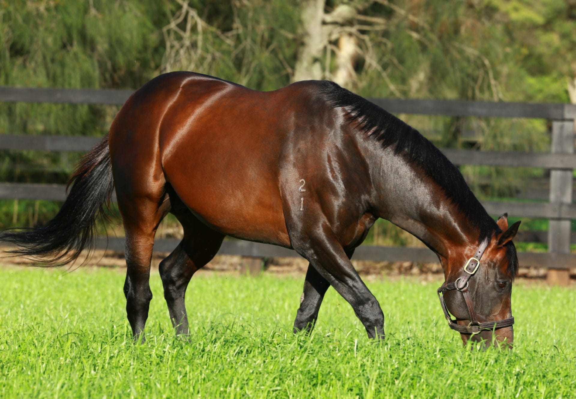 Fastnet Rock