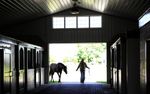 2024 Stallion Fees - Latest
