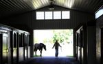 2025 Stallion Fees - Latest