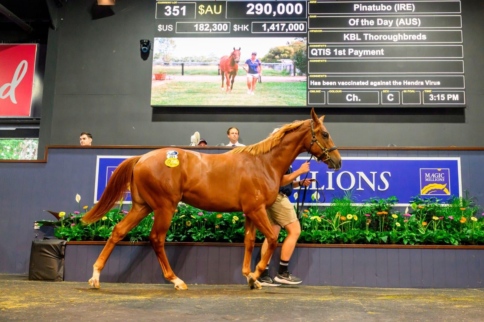 Straight Shorts - Tuesday March 25 - Pinatubo colt tops MM sale, $3m filly to debut, Arrowfield's shuttle acquisition, NZ star retired, Brisbane tracks left out of Olympics venue plans