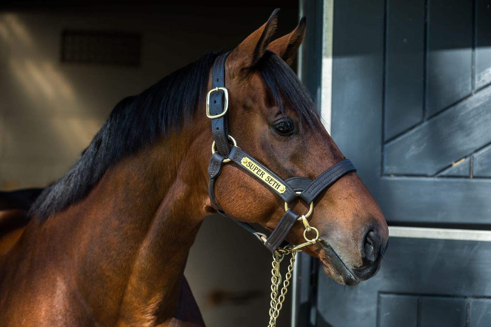 Super reward - Waikato puts full faith in Seth after Group 1 treble
