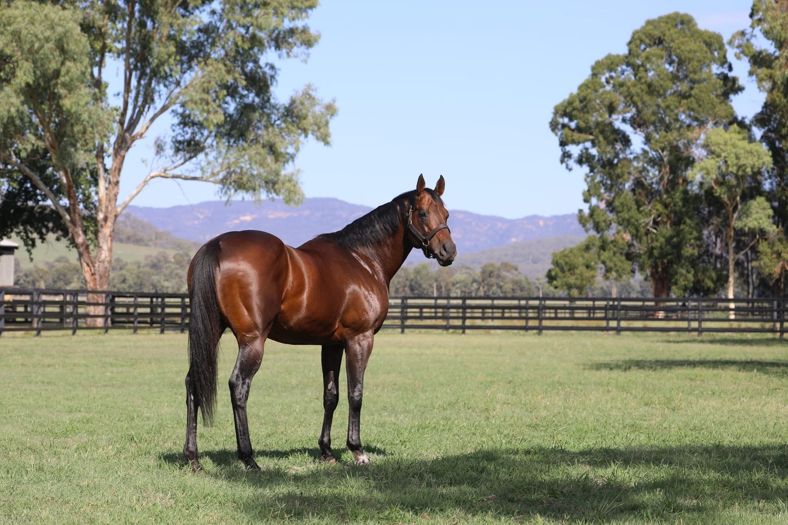 Zoustar fee steady as Widden reacts to market