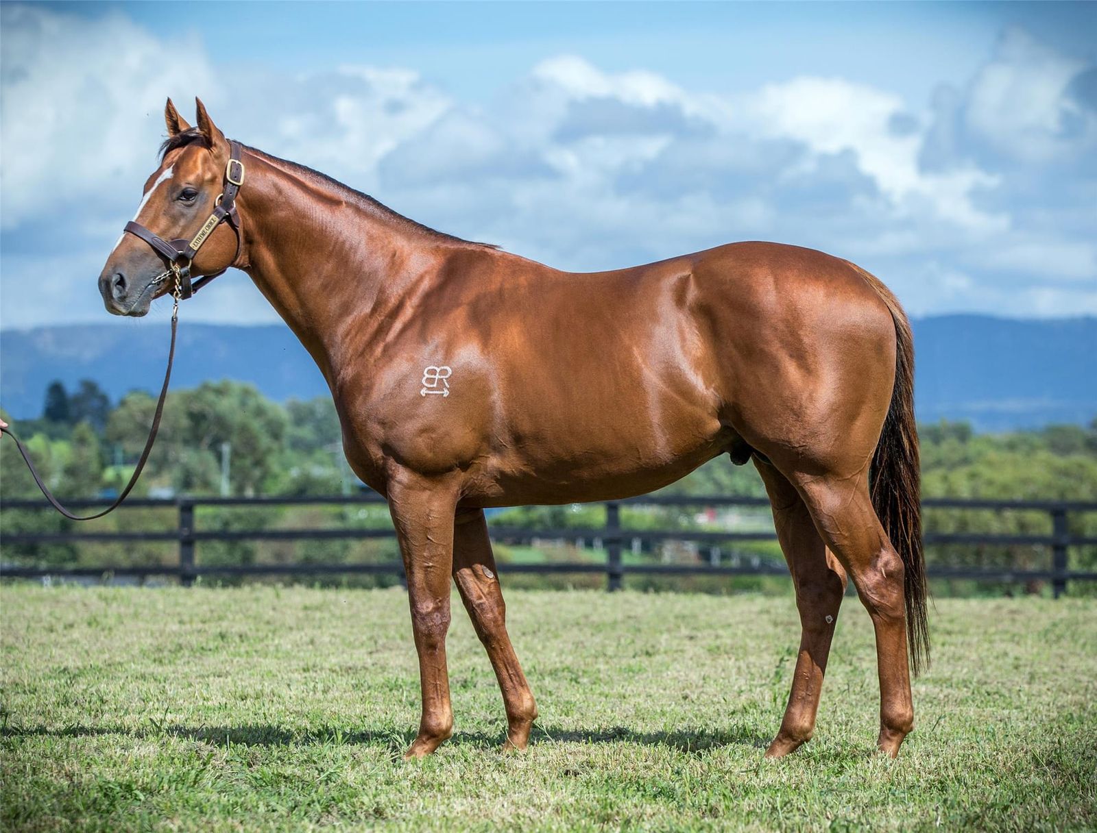 Straight Shorts - Wednesday May 14 - Glenlogan buys Extreme Choice share, Domeland advertises for new trainer, O'Shea-Charlton filly in winning debut, Moor injured