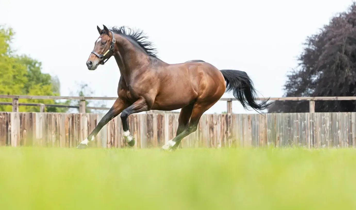 Taking Flight - Frankel’s largest southern hemisphere crop to date ready to make their mark