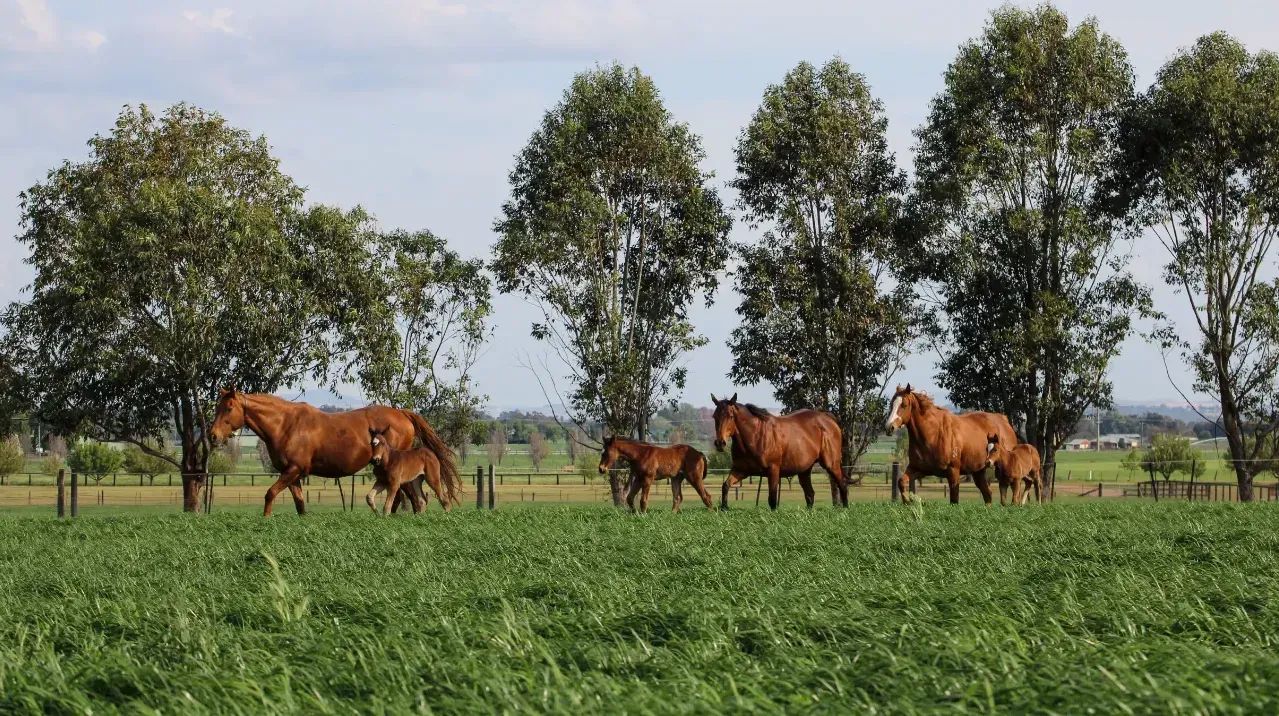 Ridgmont’s strategic shift - Cunninghams to sell farm but maintain racing and breeding investment