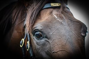 Another filly made to fit the Golden Slipper for Emirates Park