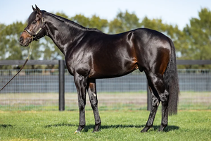 Royal Meeting to remain in Victoria under new breeding partnership