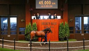 Select neglect – Australia’s Japanese obsession yet to stretch to yearlings and foals