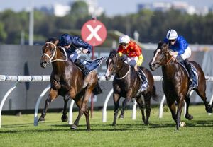 At your service - the new stallions embarking on Australian stud careers