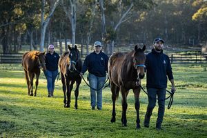 B2B gets back to basics, outsourcing breeding arm to focus on racing