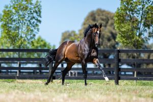 Run The Numbers – Australia’s busiest sires – Alabama Express on top