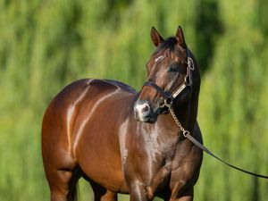 Ole Kirk in select Vinery Stud company as 2025 service fee announced