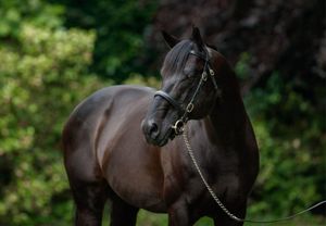 Wootton Bassett returns as Private Life joins Coolmore Australia roster
