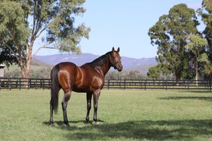 Zoustar fee steady as Widden reacts to market