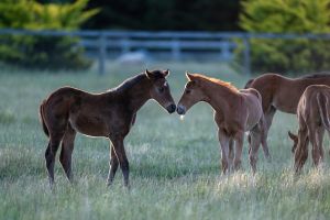 ‘Sole and absolute discretion' - one in six foals could be banned from racing under RA crackdown