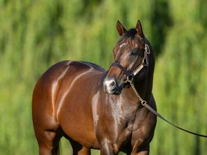 Straight Shorts - Friday May 23 - Ole Kirk share goes to auction, Isti's Magic moment, Storm Boy in Ireland debut, D'Argento fee unchanged, key racing staff appointments