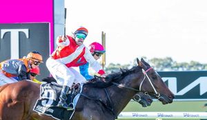 Straight Shorts - Thursday May 1 - Quokka in black-type move, I Am Invincible colt to stand in Victoria, jumps double for Duke Of Bedford, Maher trains Warrnambool Cup winner, Flutter continues expansion