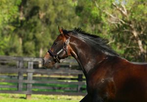 Run The Numbers – Fastnet Rock hunts a rare double
