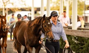 Pardi time as ‘sophisticated investors’ pounce on top-priced foal