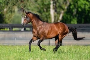 ‘Everyone seems to have benefited from his existence’ - Messara pays tribute to Arrowfield’s champion sire Snitzel