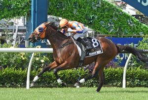 Damask Rose headlines Te Akau’s plans for Australian spring