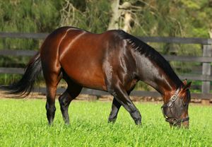 Fastnet’s Rock’s record HK season