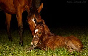 Ozzmosis' first foal welcomed at Alma Vale