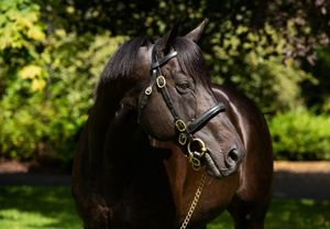 Coolmore mourns Wootton Bassett