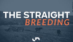 Inglis links with China Horse Owners Alliance to tap into growing market