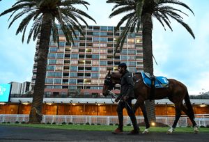 A genetic guide to the Guineas - why Autumn Boy can shine on a spring stage