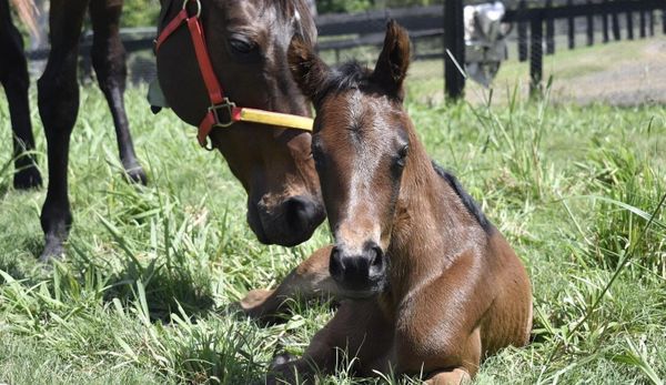 Golden Sixty half-sister a star attraction in Element Hill dispersal