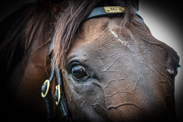 Another filly made to fit the Golden Slipper for Emirates Park