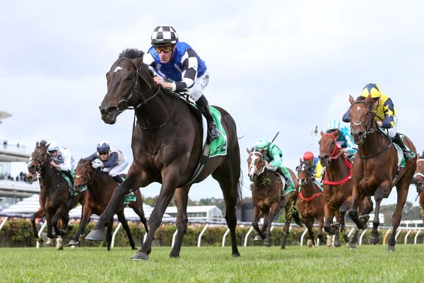 ‘Remarkable’ Melbourne Cup winner Gold Trip seeks new legacy at stud