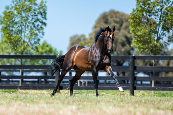 Run The Numbers – Australia’s busiest sires – Alabama Express on top