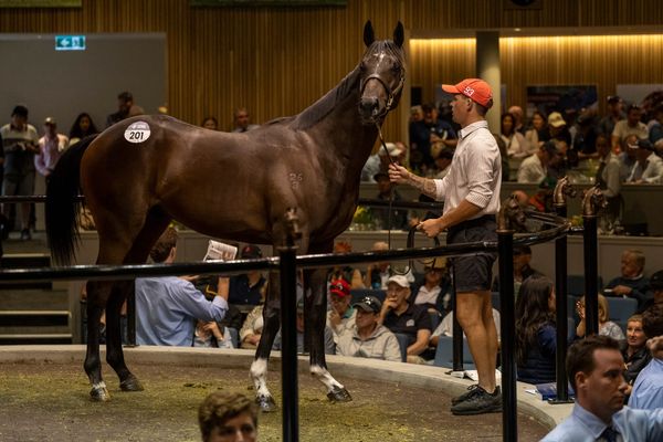 Premier position - Colts and fresh investment help re-establish Victoria’s sale in auction pecking order