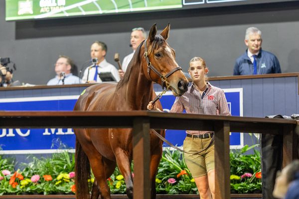 Call answered - Frankel mare joins Yulong in $2.1 million Magic Millions deal