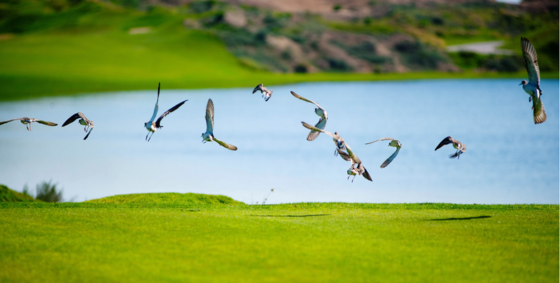 Sustainable Golf: Getting the Messaging Right post image