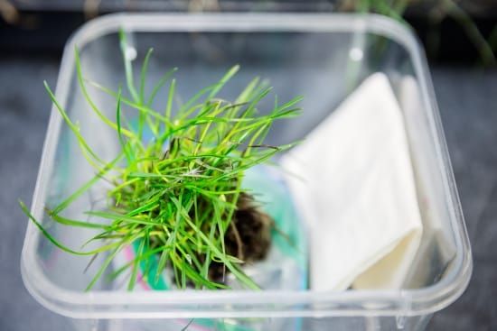 International Turfgrass Research Initiative Launched post image