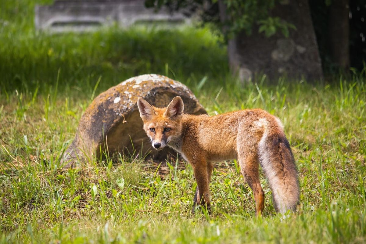 Cemetery Foxes
