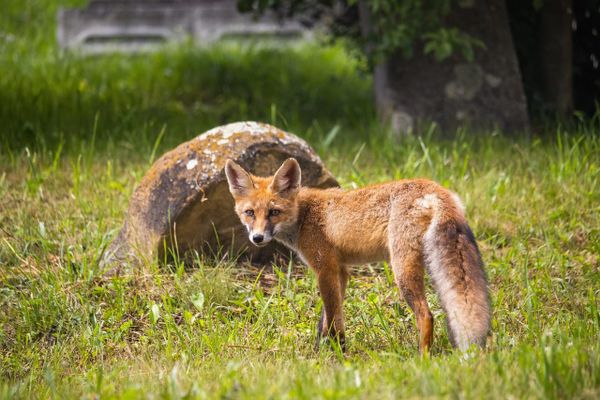 Cemetery Foxes
