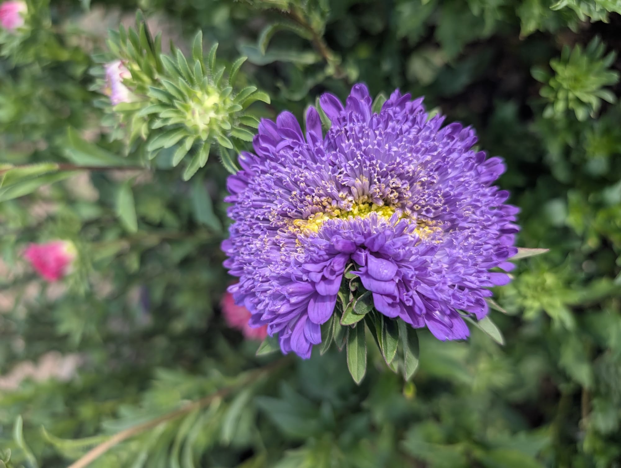 A Meditation on Gardening, Design, and Information