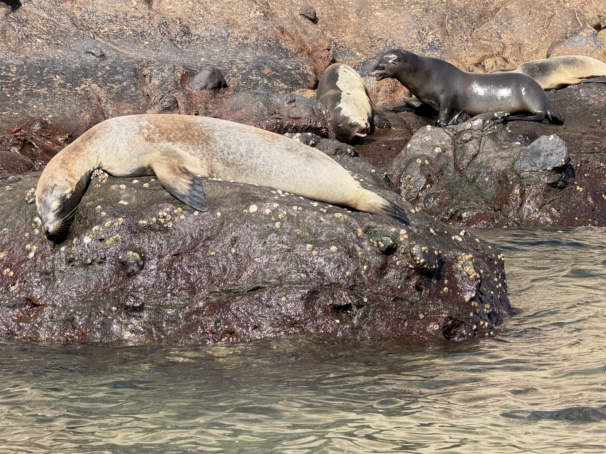 Galapagos Sea Lions