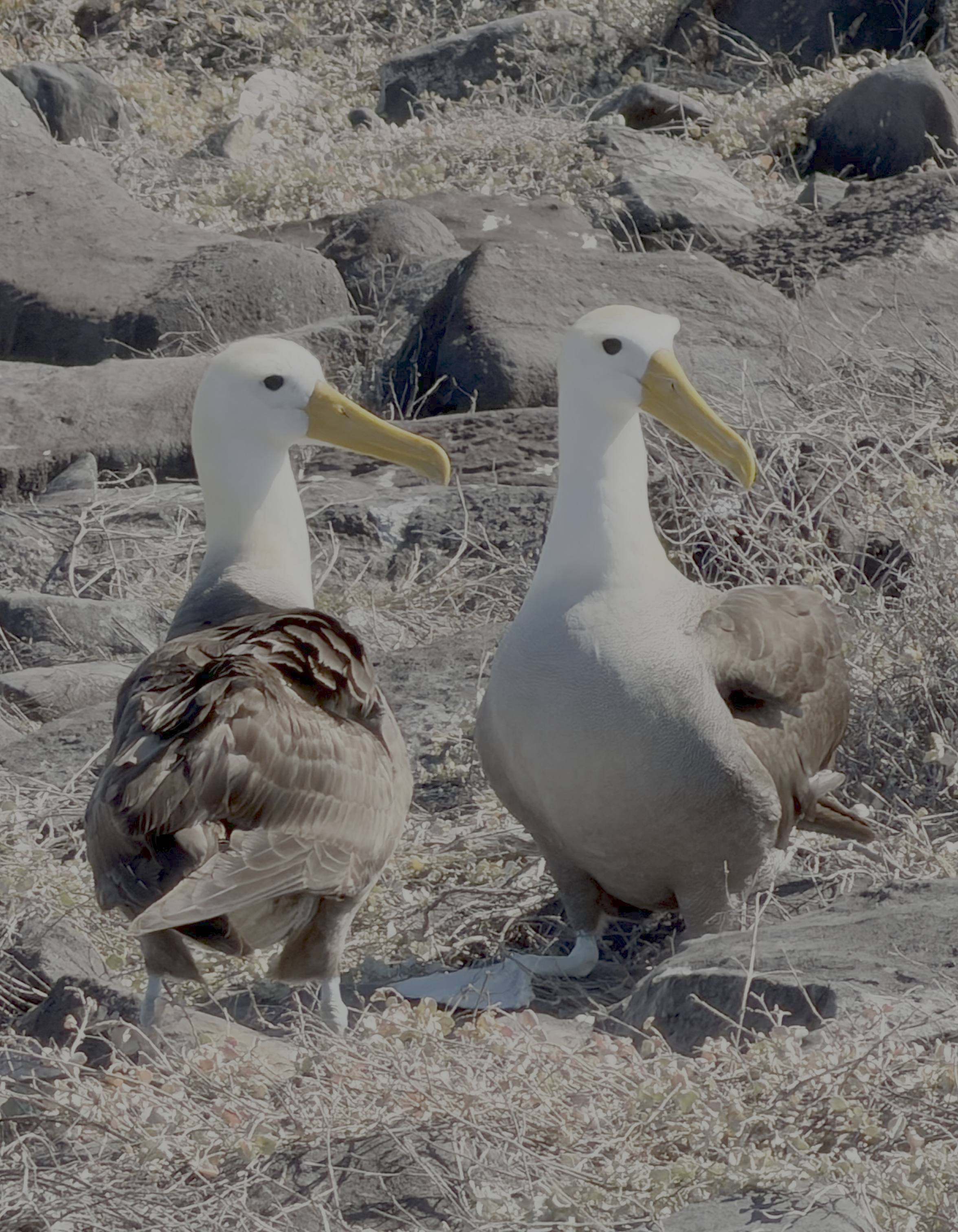 Two waved albatrosses standing together on rocky ground in the Galápagos Islands.