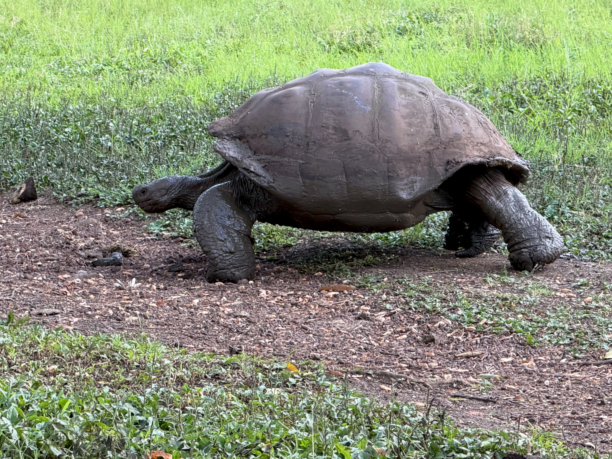 Galápagos giant tortoise walking through grassy highlands.
