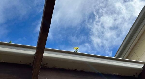 The Great Technofeudal Divestment