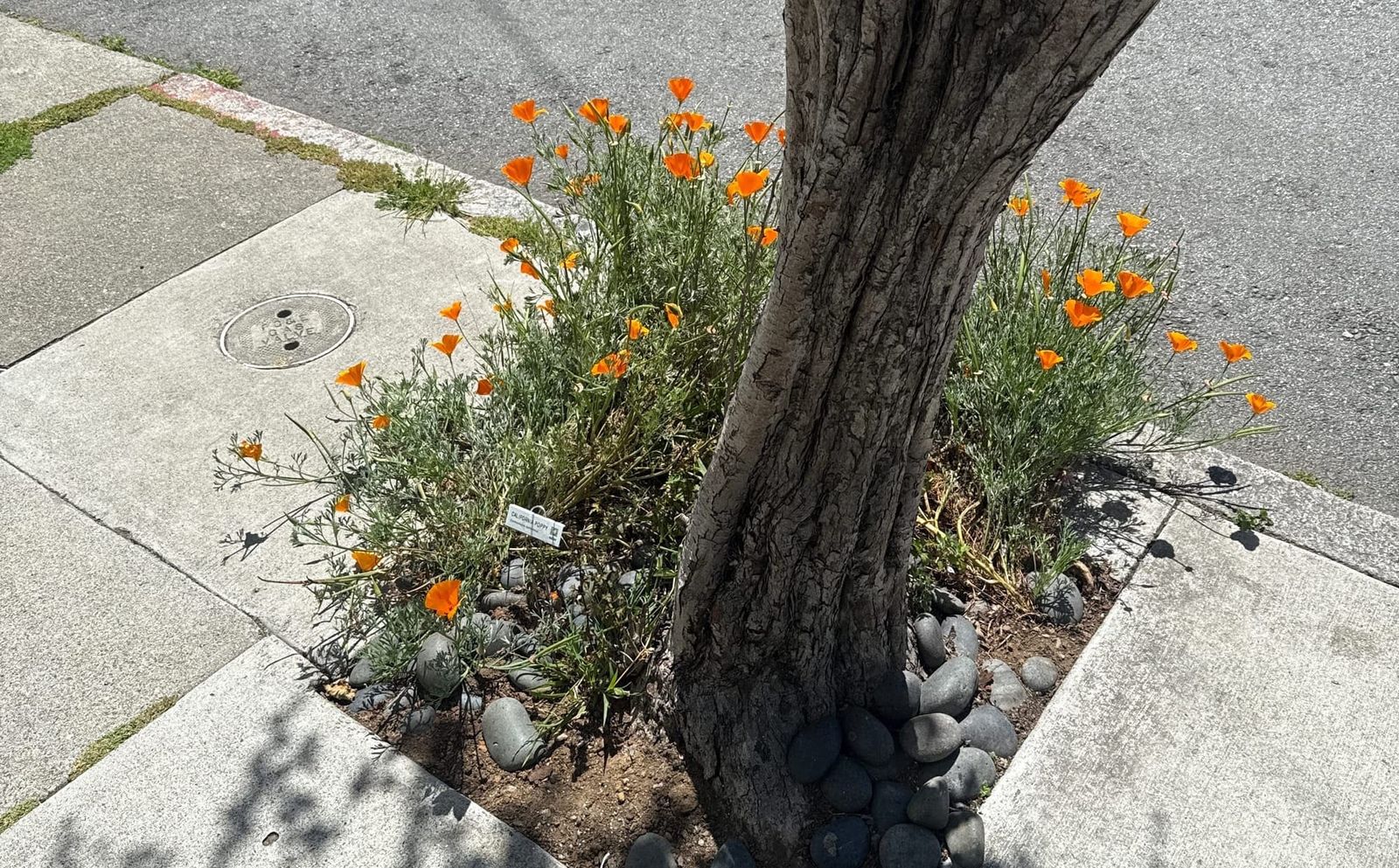 What Sidewalk Garden Labels Actually Do (And Why They Matter) post image